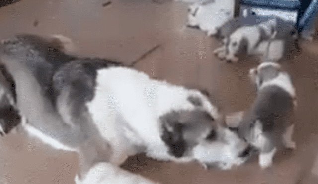 En Facebook, una madre regañó a su cachorro por portarse mal y no imaginó que le responderían.