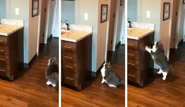 En Facebook, un gato quería subir al lavadero para agarrar sin permiso unos alimentos y sufrió una terrible caída.