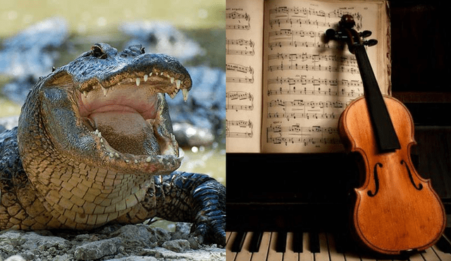 Alemania: Así reaccionan los cocodrilos luego de escuchar música clásica