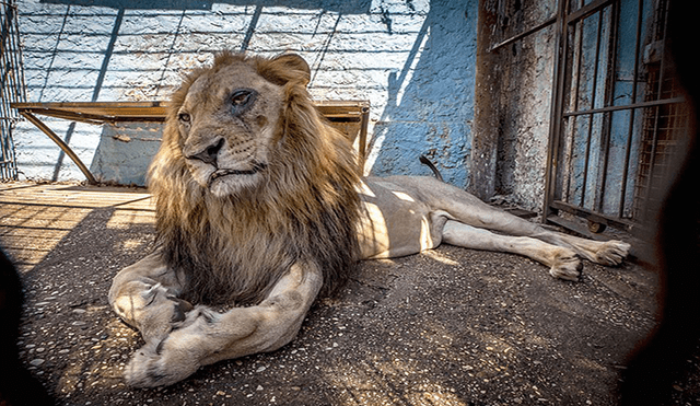 Retrasan rescate de animales maltratados y desnutridos del “zoológico del infierno” [FOTOS] 
