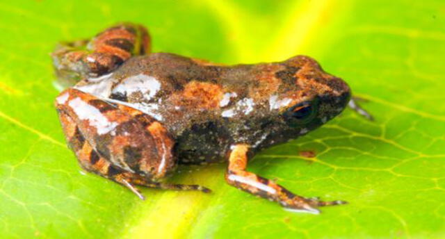 Puno Biólogos Descubren Nueva Especie De Rana En Bosque De Puno Sociedad La República 8318