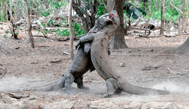 Desliza las fotografías para ver el feroz enfrentamiento que tuvieron estos dos enormes dragones de Komodo. Foto: Captura.