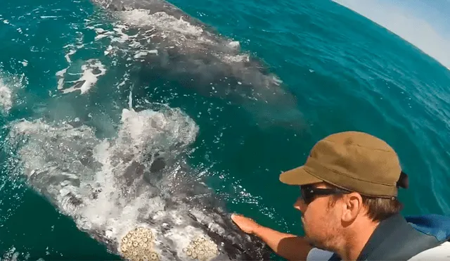 YouTube viral: turista acaricia a cría de ballena, sin imaginar que su madre emergería del mar [VIDEO] 