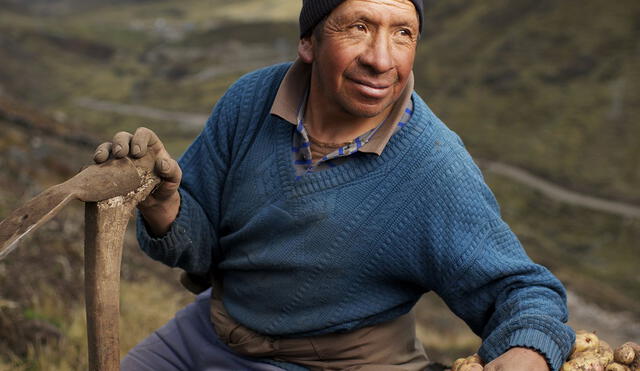 Minagri compró 21 toneladas de papa blanca en región Huánuco
