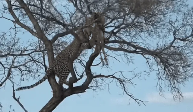 Para ver lo que pasó en el video de YouTube con leopardo y el antílope revisa nuestra galería de fotos deslizando cada imagen hacia la izquierda.