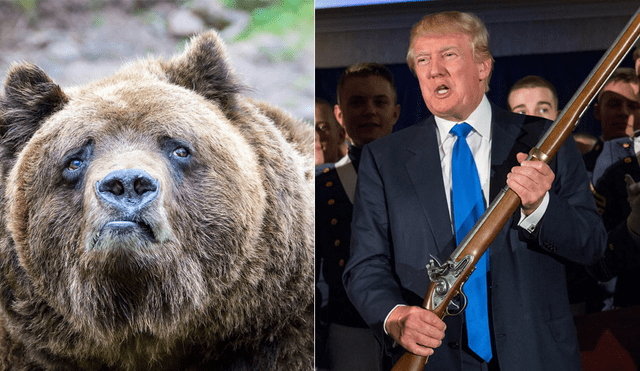 Donald Trump permitirá la caza indiscriminada de osos con crueles estrategias 