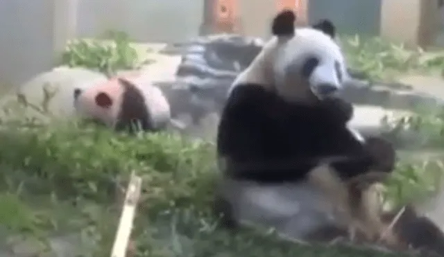 Facebook: mamá panda tuvo ataque de nervios al notar que no alimento a su cría [VIDEO] 