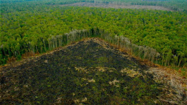 La Amazonía peruana pierde 31.500 hectáreas por cultivos de palma aceitera
