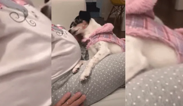 Video es viral en TikTok. Dueña de la perra grabó el conmovedor momento que protagonizó su mascota al acercarla a su barriga y no dudó compartirlo en redes.