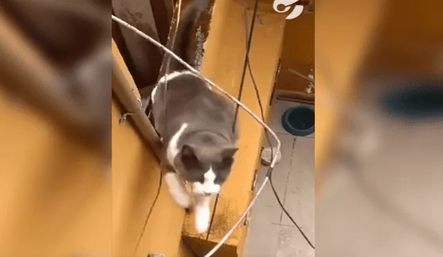 En Facebook, una mujer imitó el sonido de un gato callejero y no imaginó que este iba invadir su hogar.