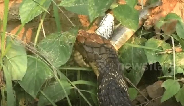El video viral de Facebook registró el momento exacto en que una hambrienta serpiente engulló a su compañera por completo.