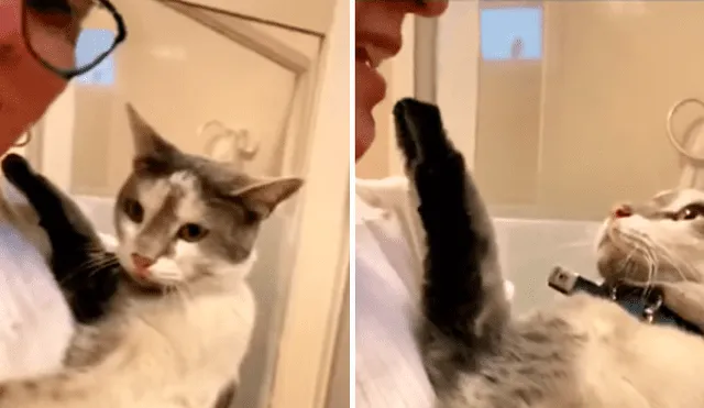 Desliza las imágenes hacia la izquierda para conocer la reacción de un gato cuando su dueña lo quiere bañar.
