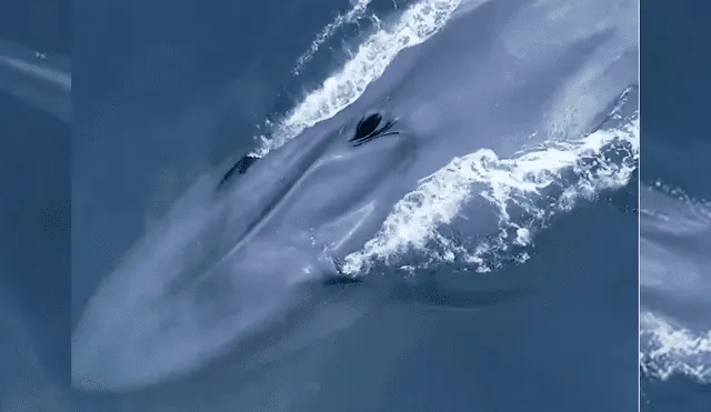 A través de un drone, investigadores captaron a una extraña ballena junto a su bebé.