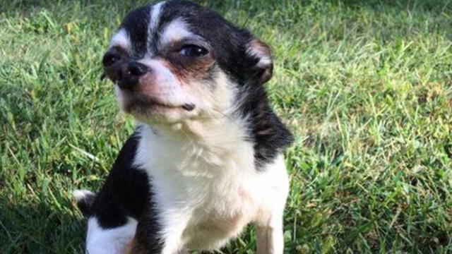 Facebook: perro chihuahua se 'come' a su dueño por terrible razón [FOTOS]