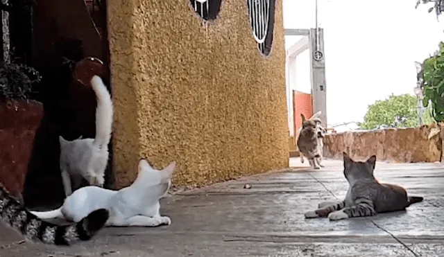 Vía Facebook: adorables gatos dormían plácidamente hasta que jauría de perros los espantó [VIDEO]