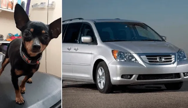 Pareja lanza desde un auto en movimiento a seis perros causando la muerte de cinco de ellos [VIDEO]