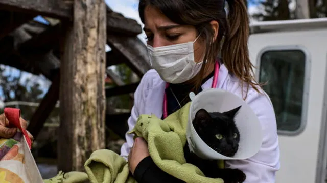 Hasta la fecha, no hay pruebas de que los animales contagien el nuevo coronavirus a los humanos. Foto: referencial / AFP