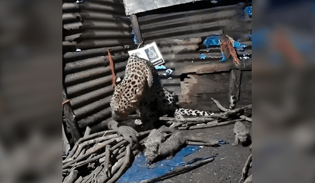 Desliza las imágenes para conocer el momento en que una leoparda cuida de sus crías tras escapar de su hábitat. Foto: La Vanguardia.