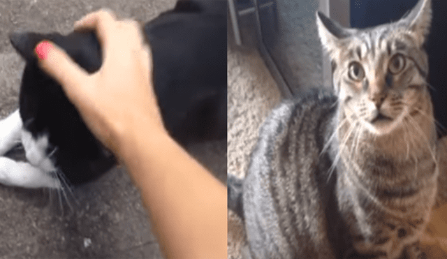 En YouTube, la venganza de un gato al descubrir que su dueña acarició a otro [VIDEO] 