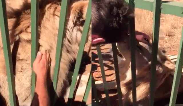 En Twitter, un hombre creyó que era buena idea acariciar a un león enjaulado, pero pasó lo peor [VIDEO]