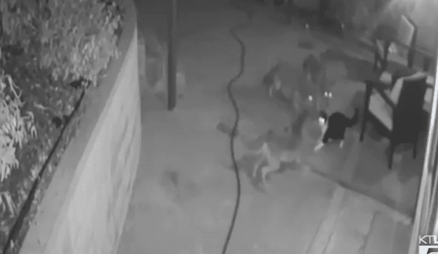YouTube viral: cámara de seguridad registra momento en que gato se enfrenta a tres coyotes para proteger a su dueña