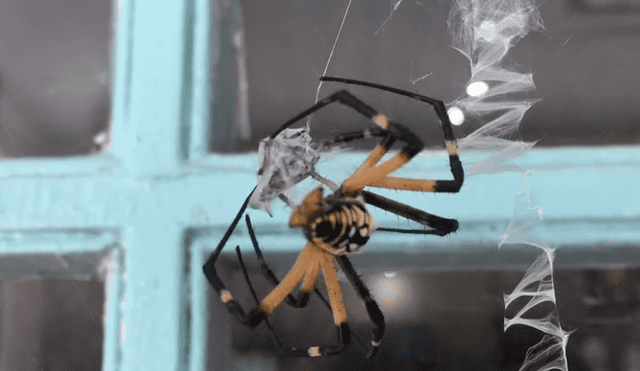 YouTube: Araña realiza acción espeluznate luego de apareamiento [VIDEO]    