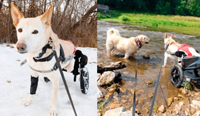 Facebook viral: Mascota en silla de ruedas es abandonada y el final hace llorar [VIDEO]