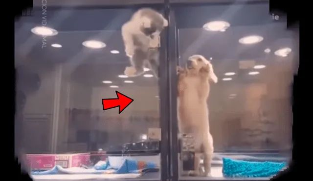 Facebook viral: Gatito huye de jaula para reunirse con perro, que es su mejor amigo [VIDEO]