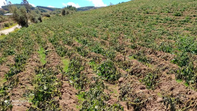 Heladas arrasan con cultivos en Chota