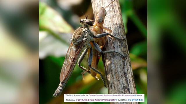 Gigantesco ‘mosquito’ deja aterrados a miles de usuarios con su espeluznante aspecto [FOTOS]