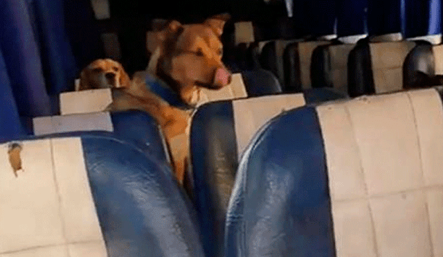 Facebook: Adiestrador de mascotas causa furor en redes por su forma de transportarse [VIDEO]