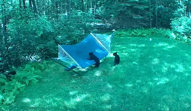 Una familia de osos invadieron el patio de una casa para jugar en una hamaca. Foto: YouTube