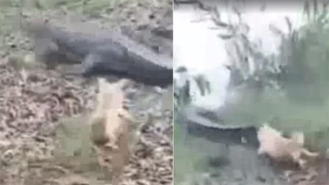Facebook: Perro asusta a cocodrilo, pero este le da inesperada respuesta [VIDEO]