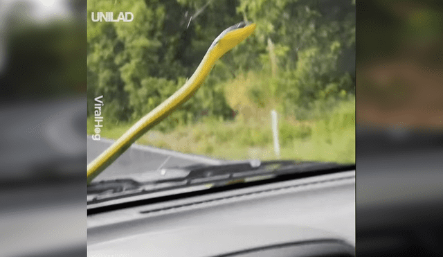 Facebook viral: momento exacto en que misteriosa criatura casi provoca que mujer choque su auto [VIDEO]