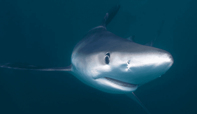 Tres de cada cuatro peruanos consume tiburón sin saberlo