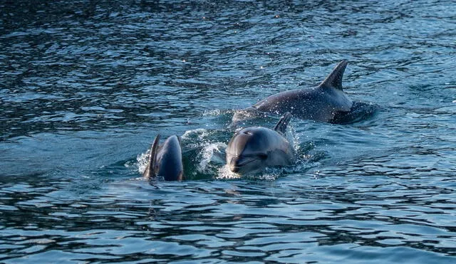 La desaparición de la cacofonía humana es "beneficiosa" para los animales. Foto: AFP.