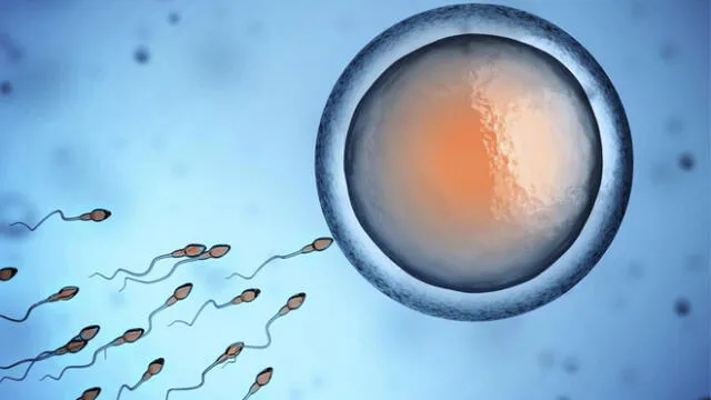 Óvulo humano a punto de ser fecundado por uno o más espermatozoides. Imagen: Science Photo Library.