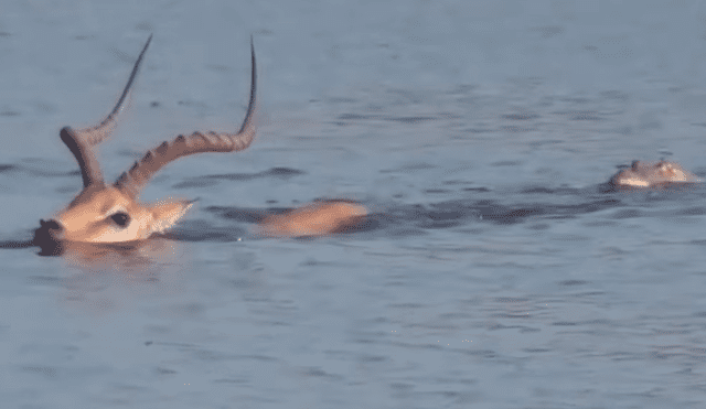 El impala huye rápidamente hacia la orilla y logra escapar del depredador. Foto: captura