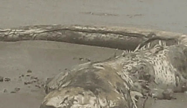 México: Desconcierto en la red por extraña criatura hallada en una playa