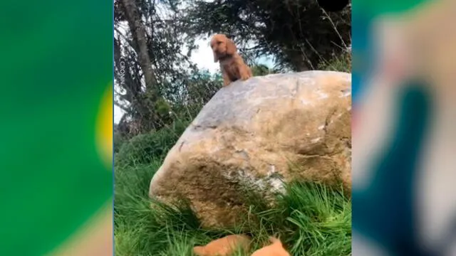 Desliza las imágenes para ver la tierna escena que protagonizó este cachorro al estilo de 'El Rey León'. Foto: Woof Woorf