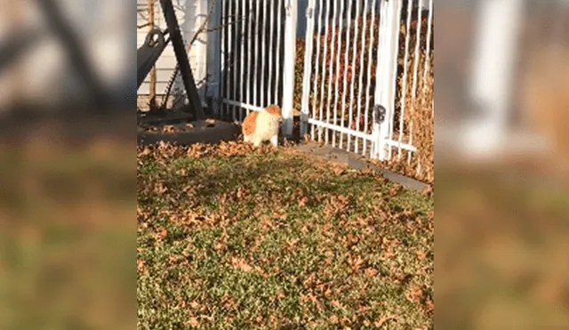 En Facebook, un gato deseaba salir de su hogar para visitar a sus amigos sin imaginar que su peso se lo impediría.