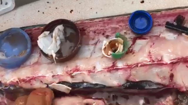Vía YouTube: sujetos hallan algo espeluznante dentro de un pez gigante [VIDEO] 