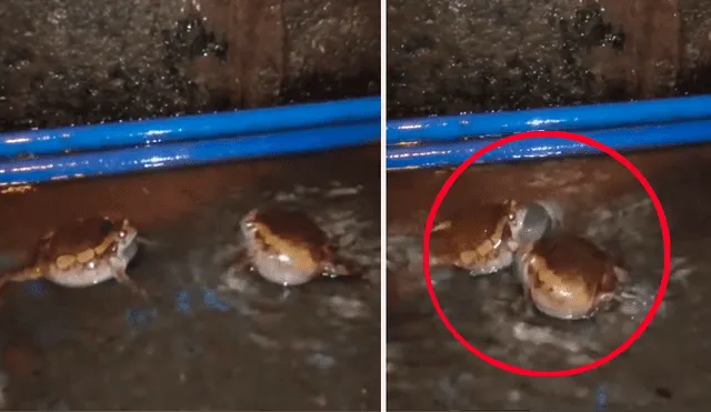 Facebook viral: brutal pelea entre dos ranas por una hembra en celo tiene desolador final [VIDEO] 
