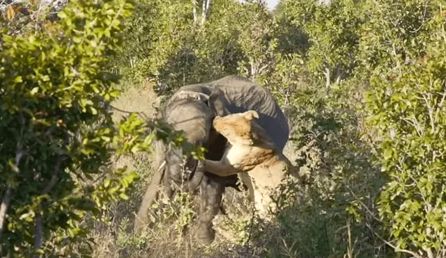 Hambrienta leona caza a elefante para dar de comer a sus crías y ocurre lo inesperado [VIDEO]