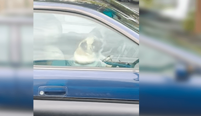 Los perros no aguantaron la demora de su dueño y protagonizaron una hilarante escena que se ha hecho viral en Facebook