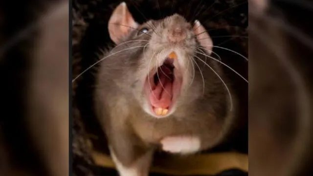 Las ratas que sobreviven a los exterminios podrían haberse logrado adaptación.