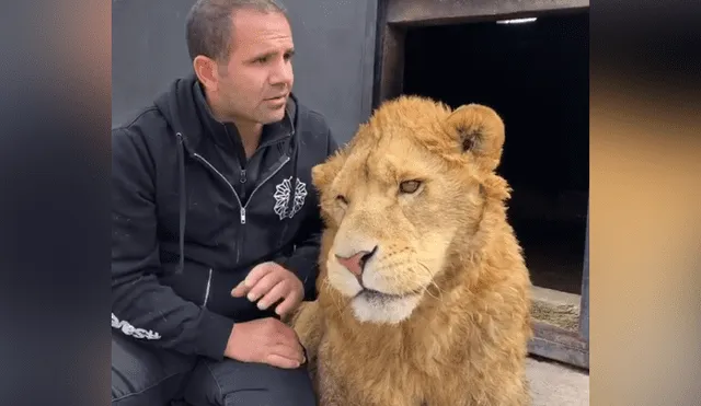 Desliza hacia la izquierda para ver la reacción que tuvo un león al encontrarse con el hombre que lo cuidó de bebé. Video se hizo viral en YouTube.