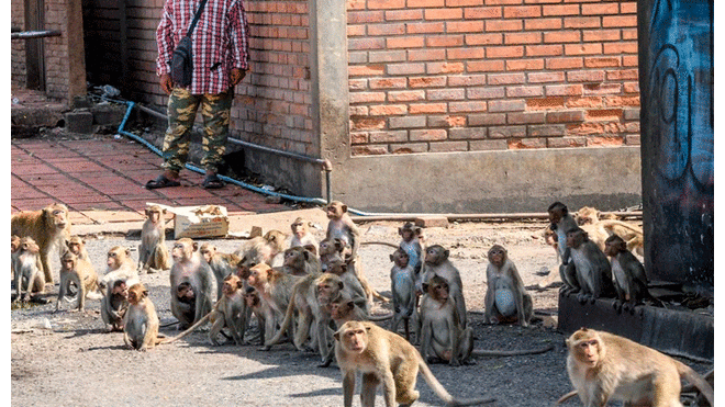 Los monos tomaron las calles progresivamente tras la expulsión de sus habitats. Foto: AFP.