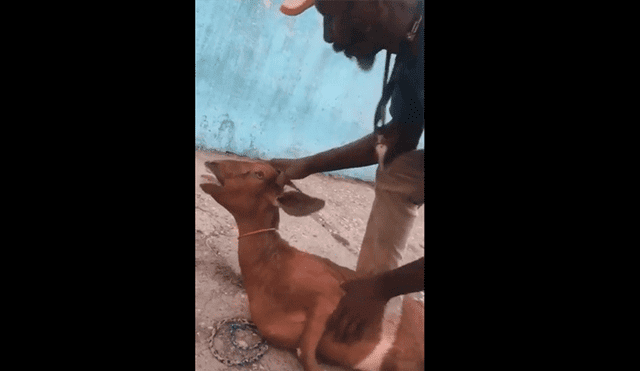 YouTube viral: furor en redes por pastor que resucita a su cabra frente a todos [VIDEO]