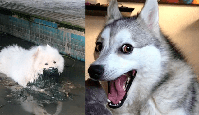 Facebook viral: mujer baña y deja reluciente a su perro y la mascota hace la peor travesura del mundo